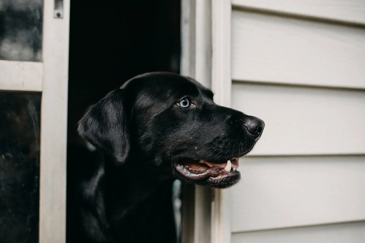 犬種別ロボット掃除機の選び方｜長毛種・短毛種・抜け毛が多い犬種に最適なモデル