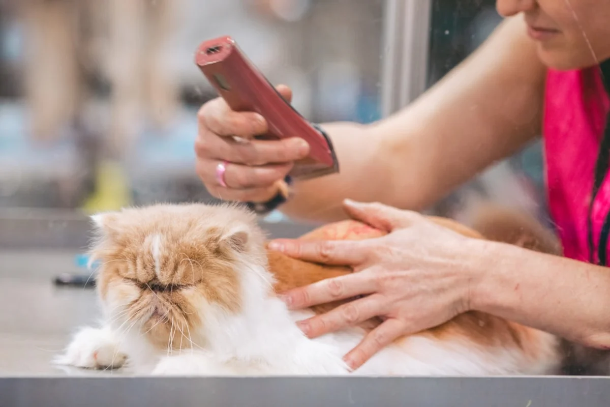 猫との快適な生活をロボット掃除機がサポート